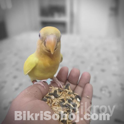 Lovebird tame baby selffeed full ..close ring